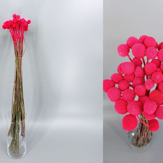 Ram Craspedia Natural Tenyida 50 tiges