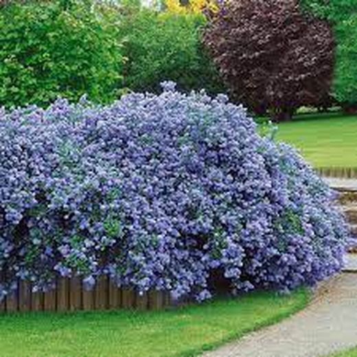 Ceanothus Tyrsiflorus Repens