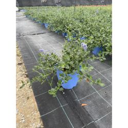 Ceanothus Tyrsiflorus Repens