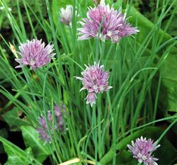 Cebolinha Orgânica (Ciboulette)