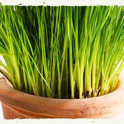 Cebolinha Orgânica (Ciboulette)