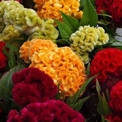 Celosia Argentea Cristata Caja 10 uds.