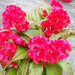 Celosia Argentea Cristata Caja 10 uds.