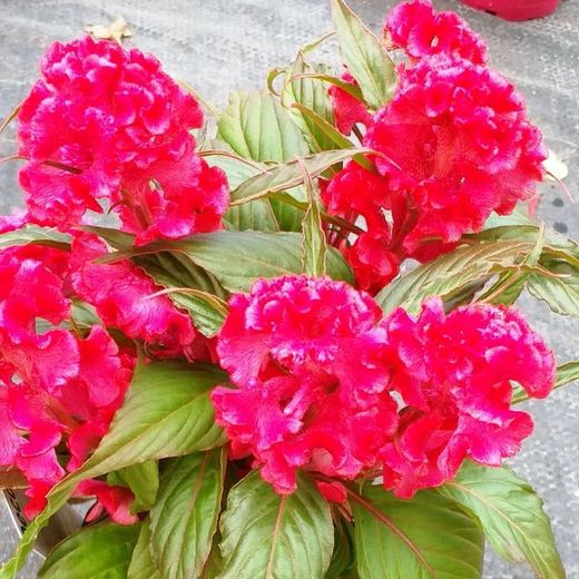 Celosia Argentea Cristata Caja 10 uds.