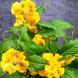 Celosia Argentea Cristata Caja 10 uds.
