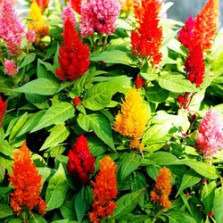 Celosia Argentea plumosa Caja 10 uds.