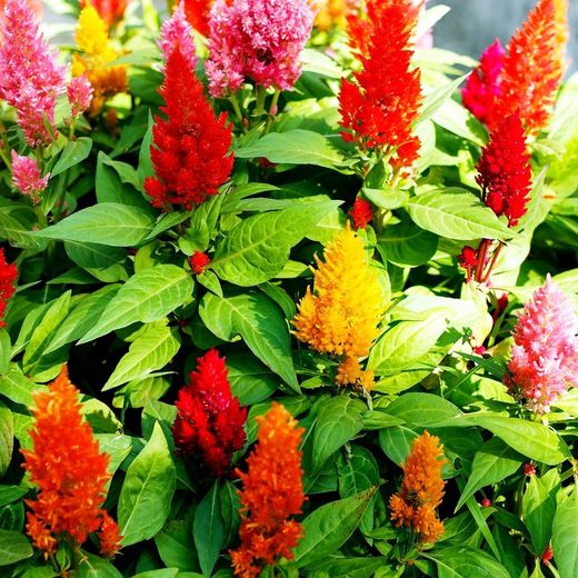 Celosia Argentea plumosa Caja 10 uds.