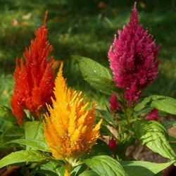 Celosia Argentea plumosa Caja 10 uds.