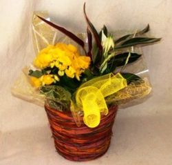 Centro com Begonia Elatior