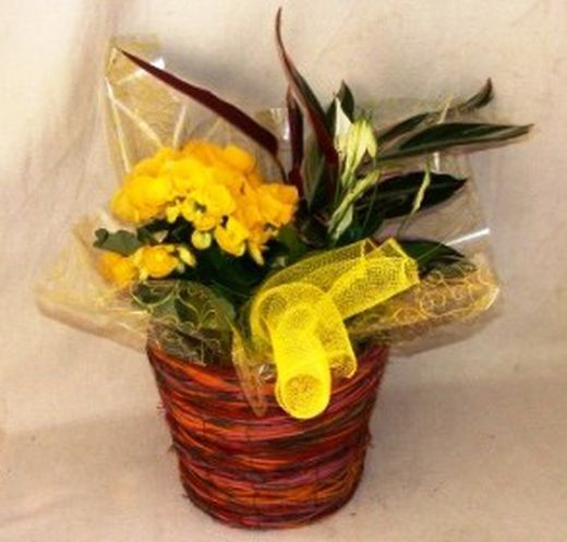 Centro com Begonia Elatior