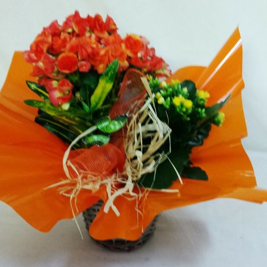 Centro com Begonia Elatior