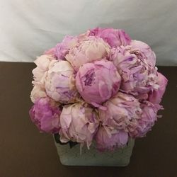 Centre de pivoines de qualité supérieure