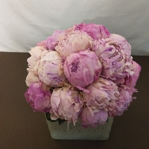 Centre de pivoines de qualité supérieure