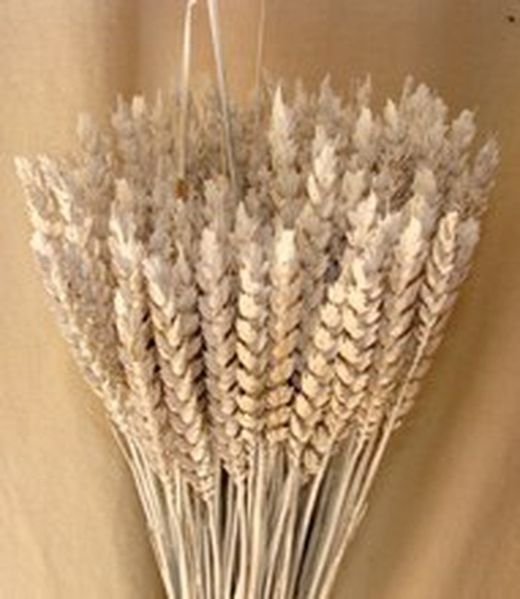 Centres Espigues Naturals Alt