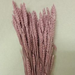 Centres Espigues Naturals Alt