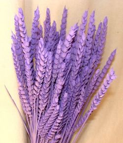 Centres Espigues Naturals Alt