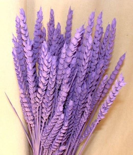 Centres Espigues Naturals Alt