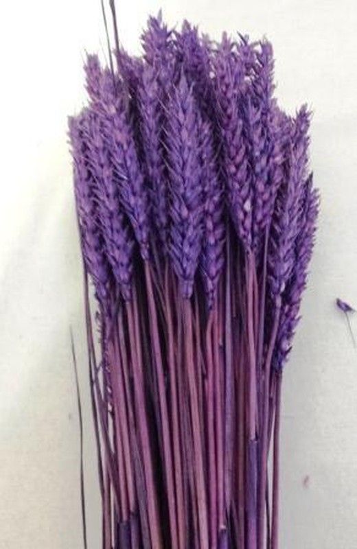 Centres Espigues Naturals Alt