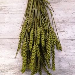 Centres Espigues Naturals Alt