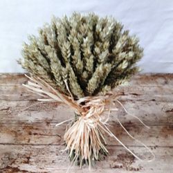 Centres Espigues Naturals Baix