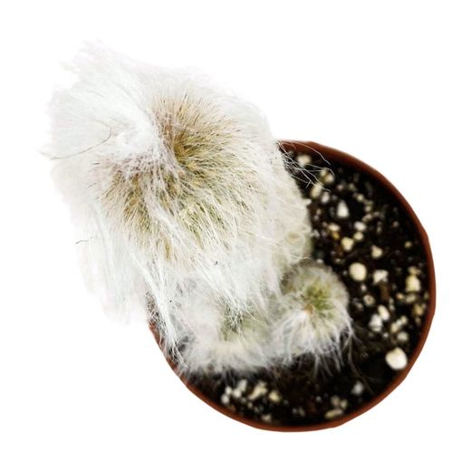 Cephalocereus Cabea