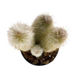 Cephalocereus Cabea