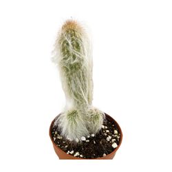 Cephalocereus Cabea