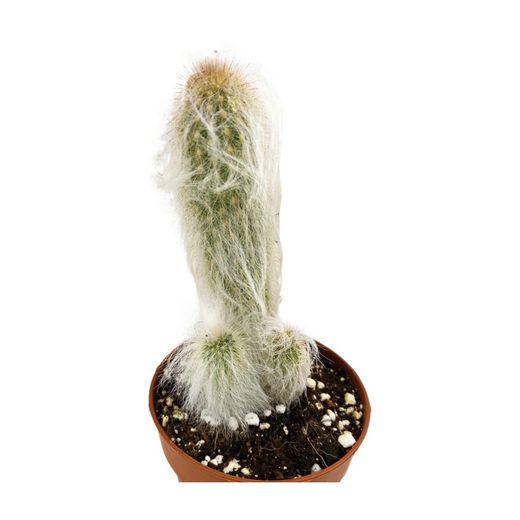Cephalocereus Cabea