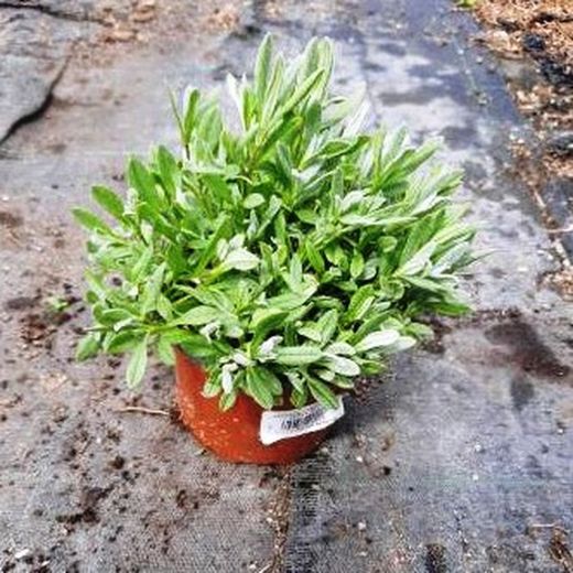 Cerastium Tomentosum Caja 15 uds.