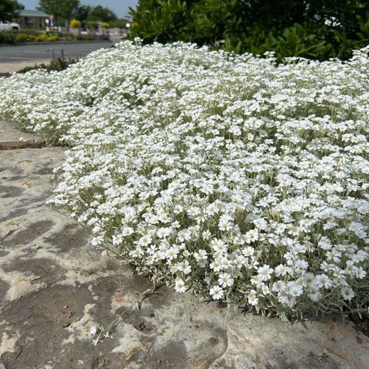 Cerastium Tomentosum Caja 15 uds.