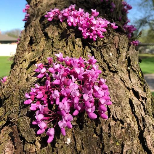 Cercis Silquastrum Árbol del amor