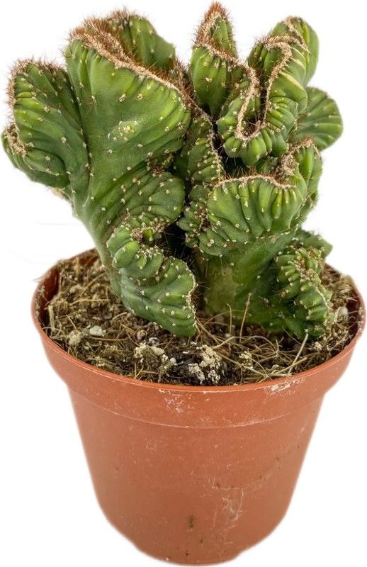 Cereus Forbessi Espiral