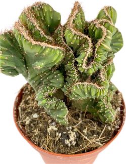 Cereus Forbessi Espiral