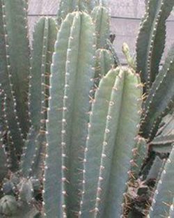 Cereus Peruvianus: Cacto Anti Radiação