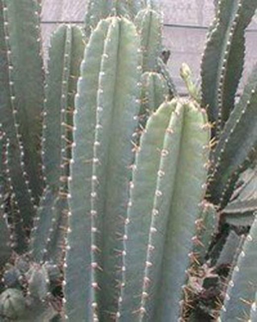 Cereus Peruvianus: Cacto Anti Radiação