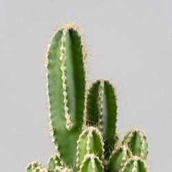Cereus Peruvianus: Cacto Anti Radiação
