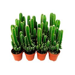 Cereus Peruvianus: Cacto Anti Radiação