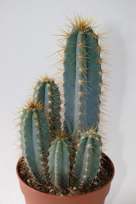 Cereus Peruvianus: Cacto Anti Radiação