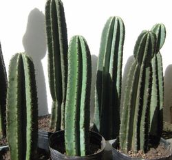Cereus Peruvianus: Cacto Anti Radiação