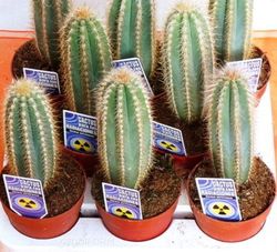 Cereus Peruvianus: Cacto Anti Radiação