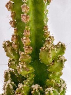 Cereus Tetragonus Castillo de  hadas
