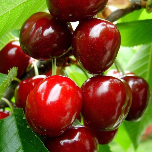 Cerezos Bing