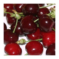 Cerezos Burlat