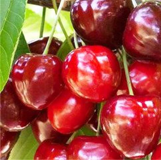 Cerezos Garnet