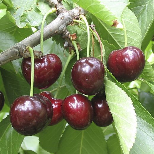 Cerezos Garnet