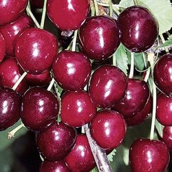 Cerezos Lapins