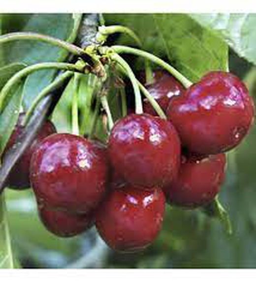 Cerezos Lapins