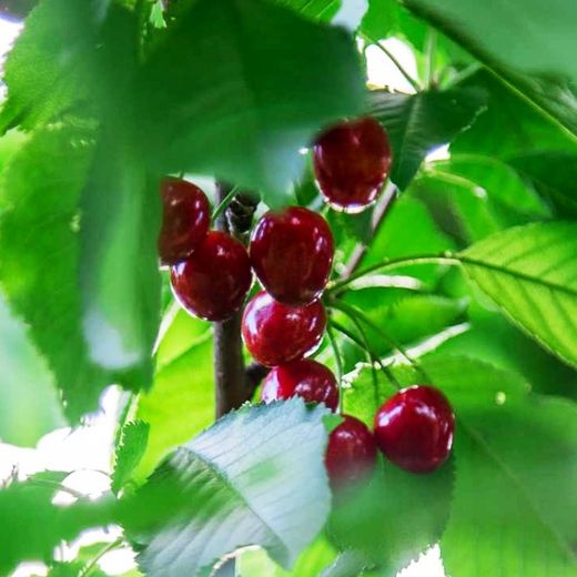 Cerezos Picota