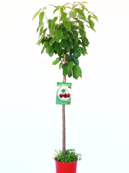 Cerezos Picota