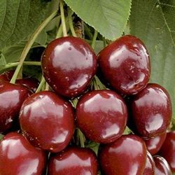Cerezos Sumburst